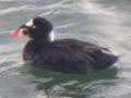 Surf Scoter